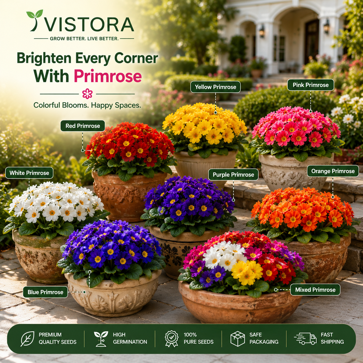 🌼Buy 1 Get 1 Free🌼 Premium Primrose Flower Seeds – Mixed Colors | FREE Gardening Gift Included 🎁
