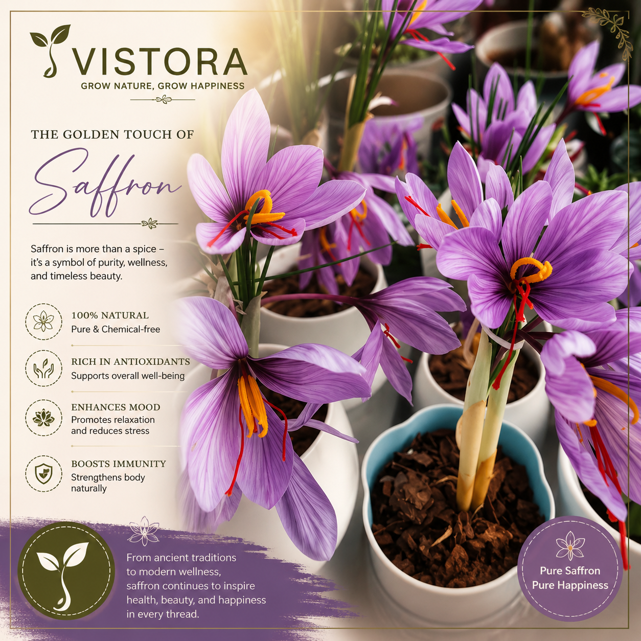 🌹Saffron Bulbs—Gold in the Flower Seeds🌹🔥Buy 4 Get 4 Free Bulbs🔥