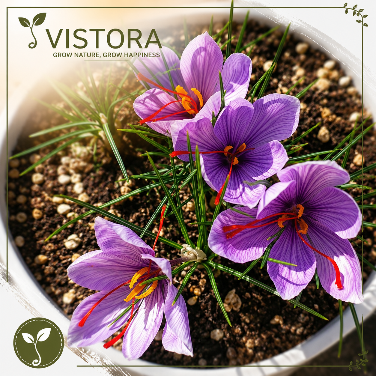 🌹Saffron Bulbs—Gold in the Flower Seeds🌹🔥Buy 4 Get 4 Free Bulbs🔥
