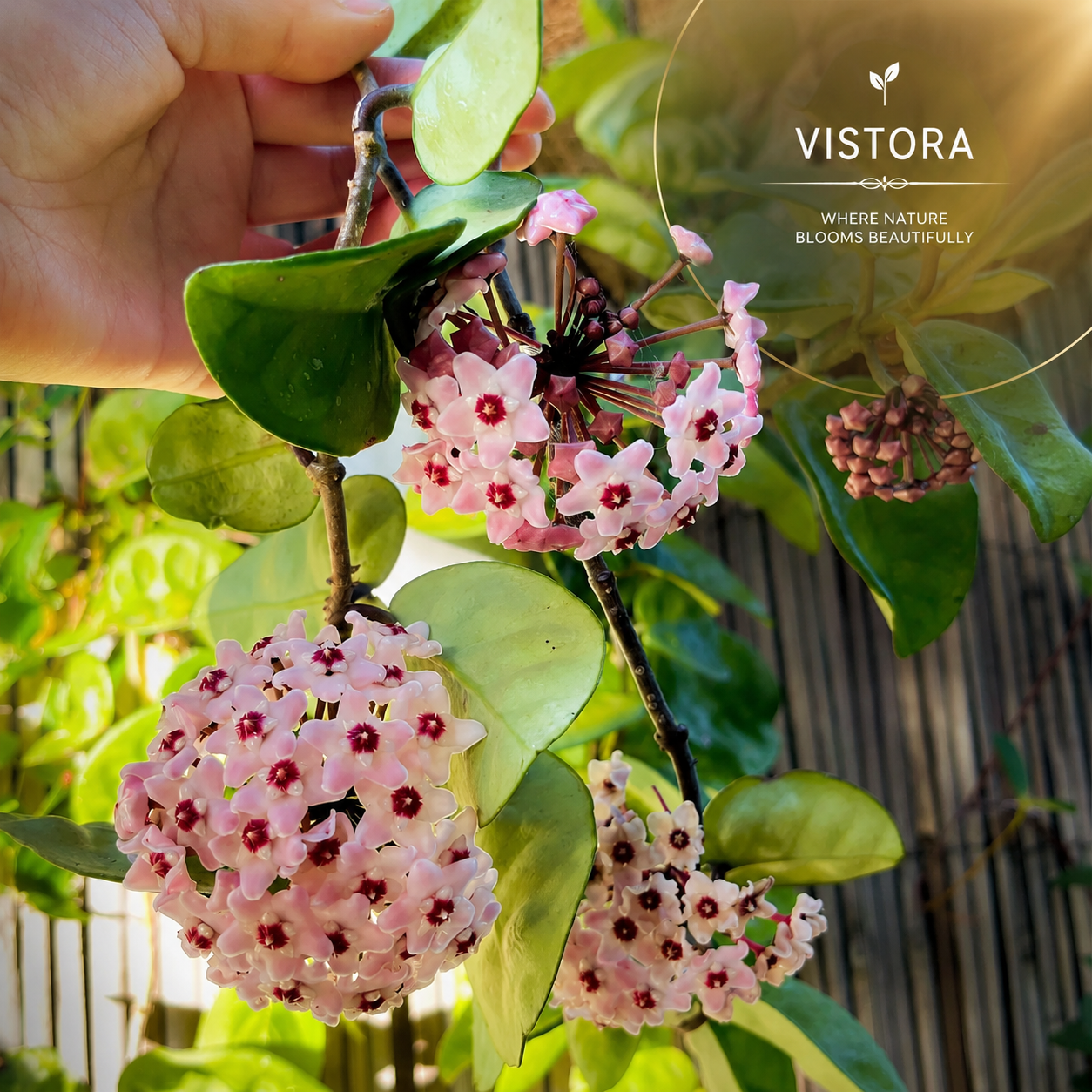 ✨Hoya Bulbs- Stars falling from the sky✨ | 🔥Buy 4 Get 4 Free Bulbs🔥