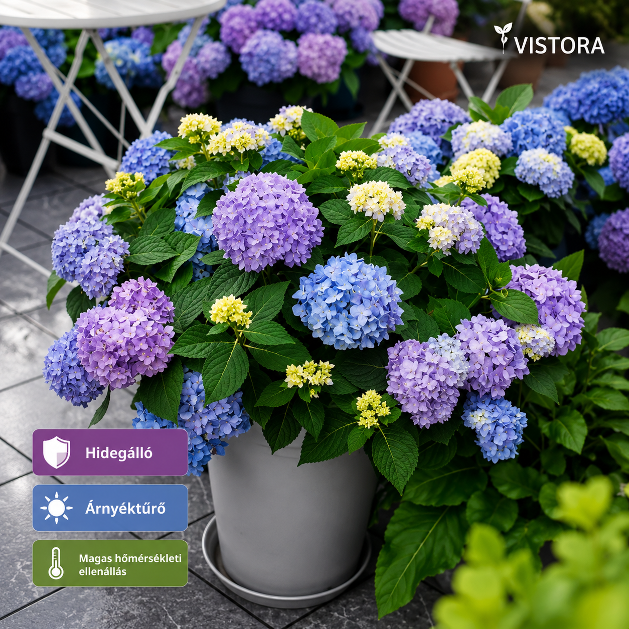 🌼Buy 1 Get 1 Free🌼🌈Mix Hydrangea Seeds - Beautiful and Hardy Perennial Seeds for Your Garden