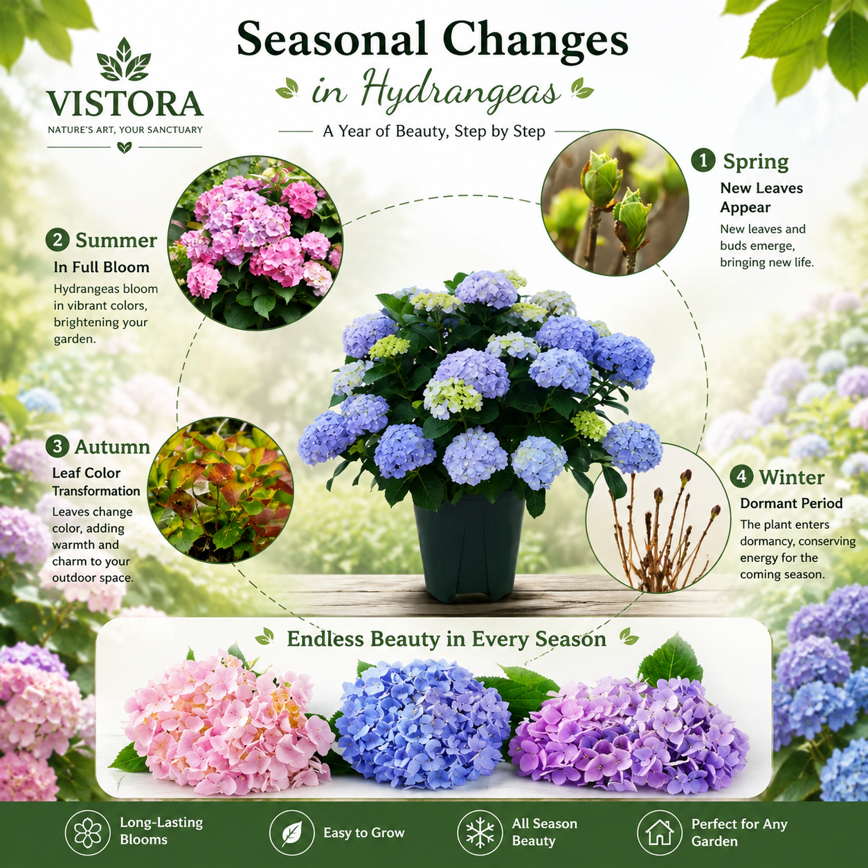 🌼Buy 1 Get 1 Free🌼🌈Mix Hydrangea Seeds - Beautiful and Hardy Perennial Seeds for Your Garden